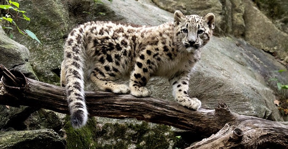 Snow Leopard in Naltar Valley