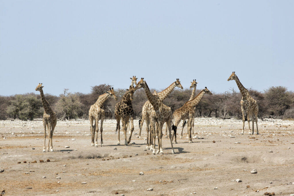 Herd of Giraffes in Etosha National park, Namibia