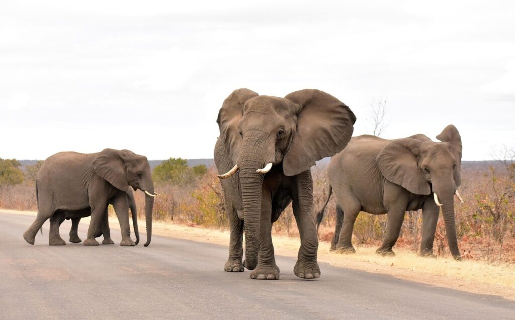 Kruger National Park, South Africa