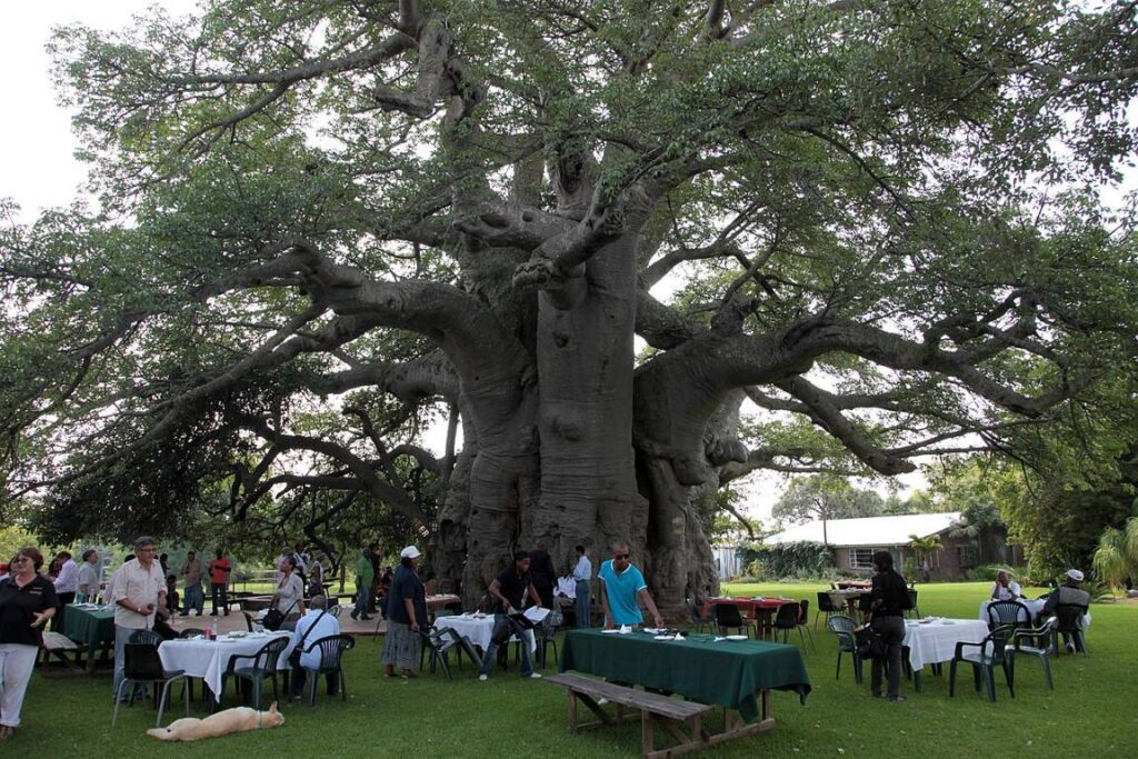 Sunland Baobab Tree, Limpopo, South Africa