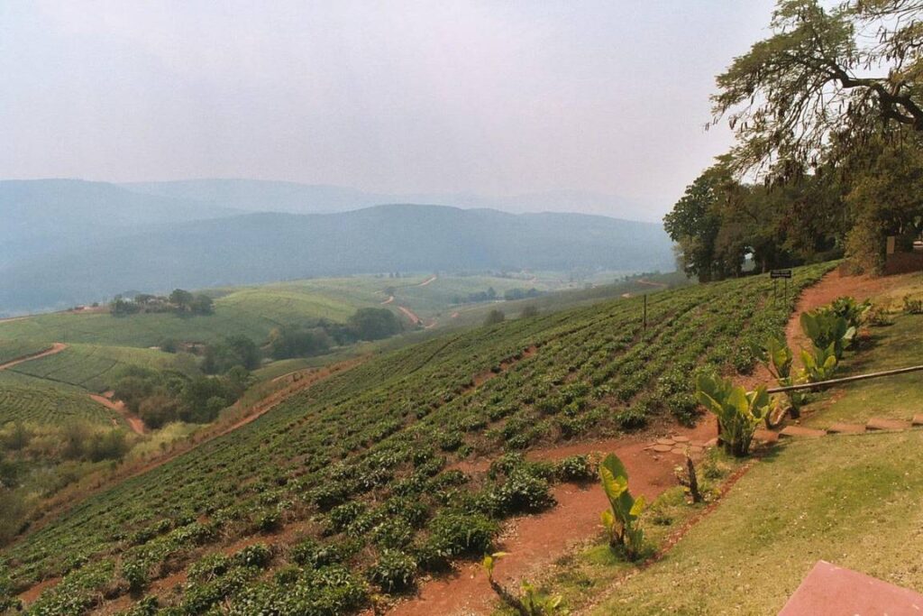 Tzaneen tea plants, South Africa