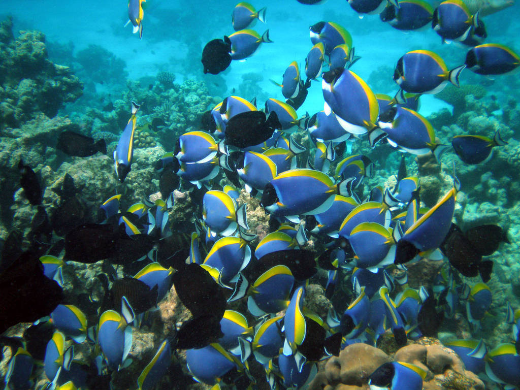 Coral reefs in Maldives